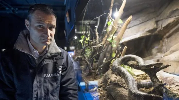 El director biológico de Faunia, junto a una de las especies más peligrosas: la king cobra