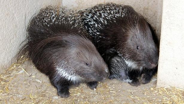 Nace un puercoespín africano en tierras de secano