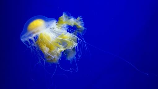 Detalle de una Gran medusa «Huevo Frito», visible en el Oceanogràfic de Valencia