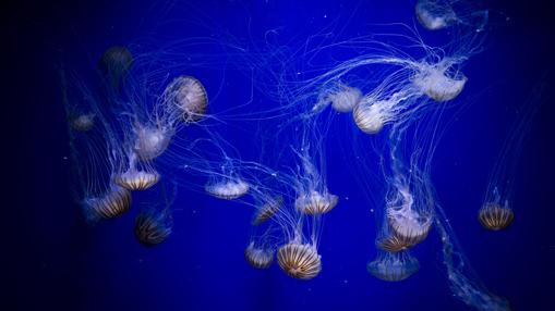 Detalle de un banco de medusas «Ortiga del Japón,» que exhibe el Oceanogràfic de Valencia