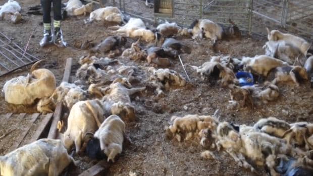 Cientos de cabras muertas estaban esparcidas en esta granja de Calasanz (Huesca)
