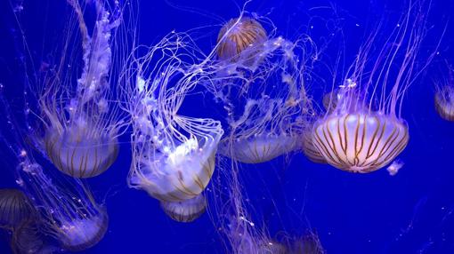 Medusas en una imagen difundida por el Oceanogràfic de València