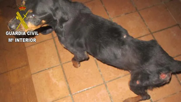 Imágenes del perro rottweiler maltratado