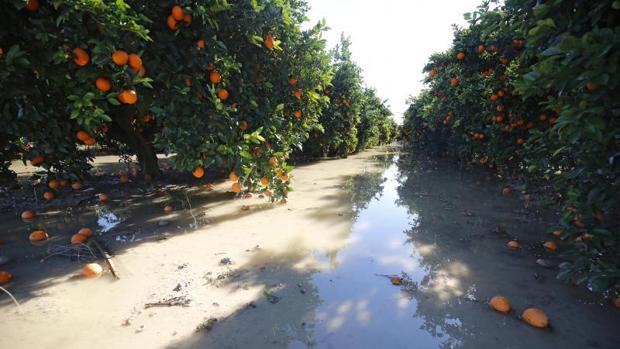 Un campo de naranjos anegado por el agua tras el último temporal