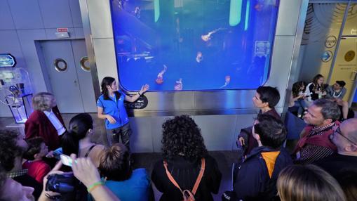 Imagen de turistas en la exposición de medusas del Oceanogràfic de Valencia