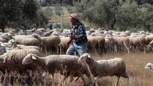 Imagen de un pastor con sus ovejas