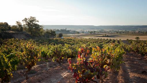 Viñedos de Cillar de Silos