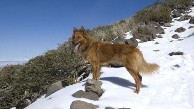 El perro pastor garafiano, el animal de los antiguos canarios en La Palma