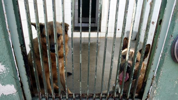 Perros encerrados en una perrera
