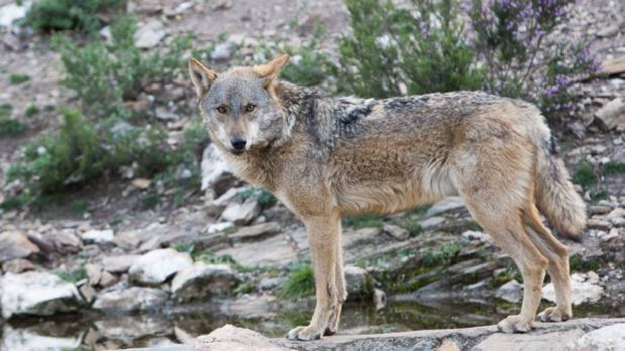 Lobo ibérico