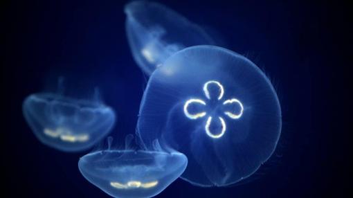 Imagen de algunas de las medusas de la exposición del Oceanogràfic de Valencia