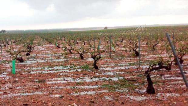 Viñas afectadas por la tormenta de agua y el granizo de estos días en la comarca de La Manchuela
