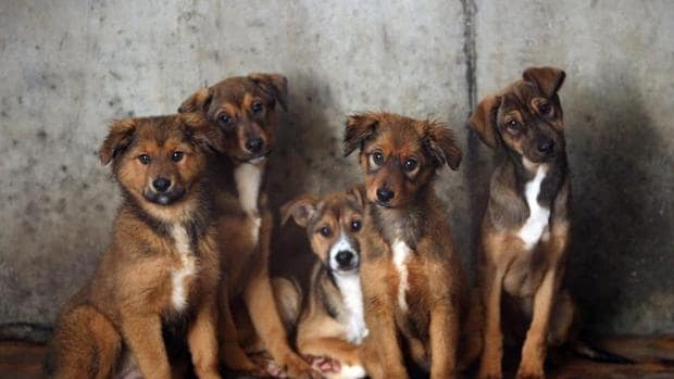 Seis cachorros de perro en el refugio de Bando en Santiago
