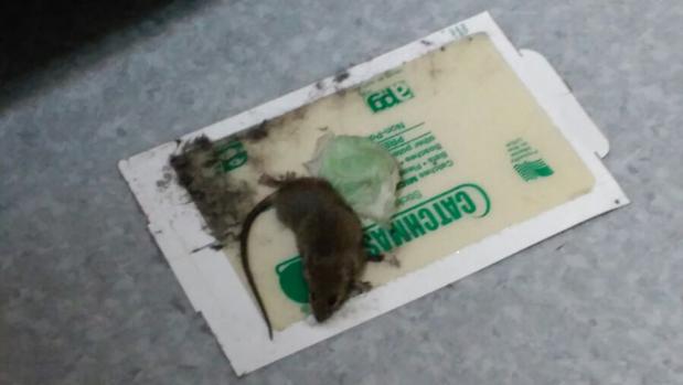 Alerta en una sede judicial de Madrid por una nueva aparición de ratones