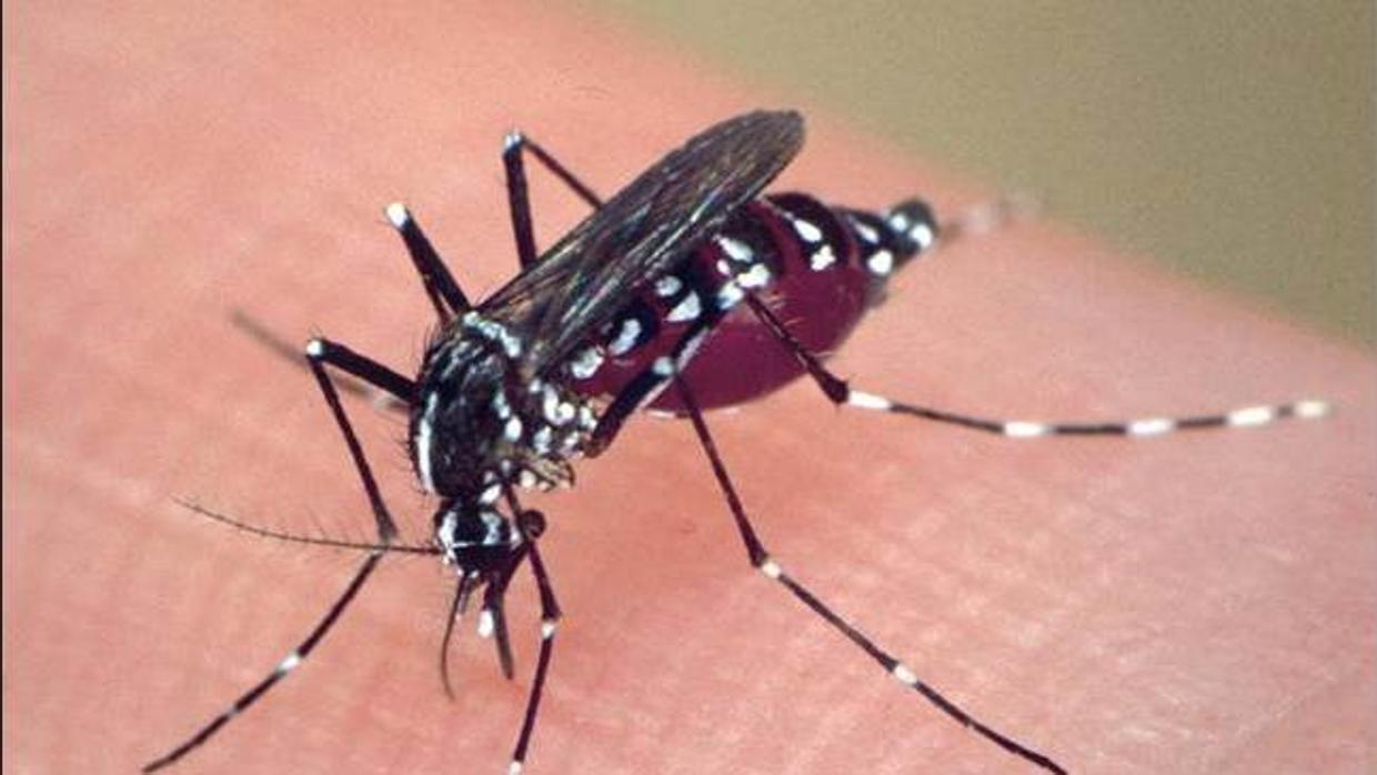 El mosquito tigre supone un problema de salud pública