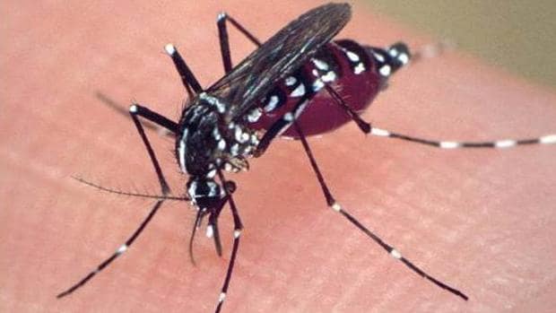 El mosquito tigre supone un problema de salud pública
