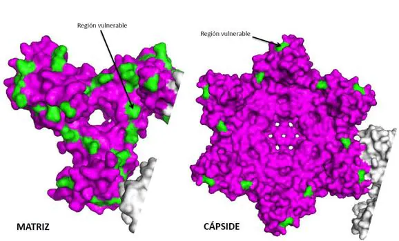 Proteínasde la matrizy de la cápside del VIH-1, inprescindibles para la funciónviral. En verdea parecenlasnuevasregionesvulnerables del virus identificadas