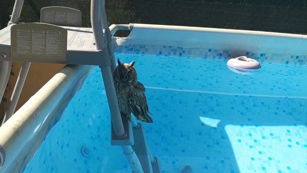 Rescatado a un búho de una piscina de Villarejo de Salvanés