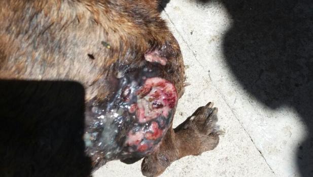 Detienen a una pareja por maltratar a un perro de raza boxer que tuvo que ser sacrificado