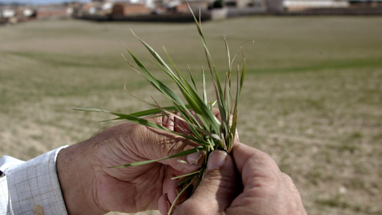 Uno de los miles de campos de cereal arruinados este año en Aragón por la falta de lluvias