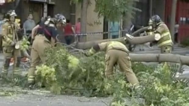 Bomberos retirando un árbol que cayó sobre un hombre de 71 años en Zaragoza