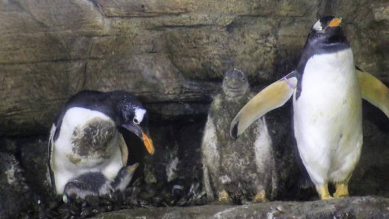 Imagen de la familia de pingüinos del Oceanogràfic de Valencia