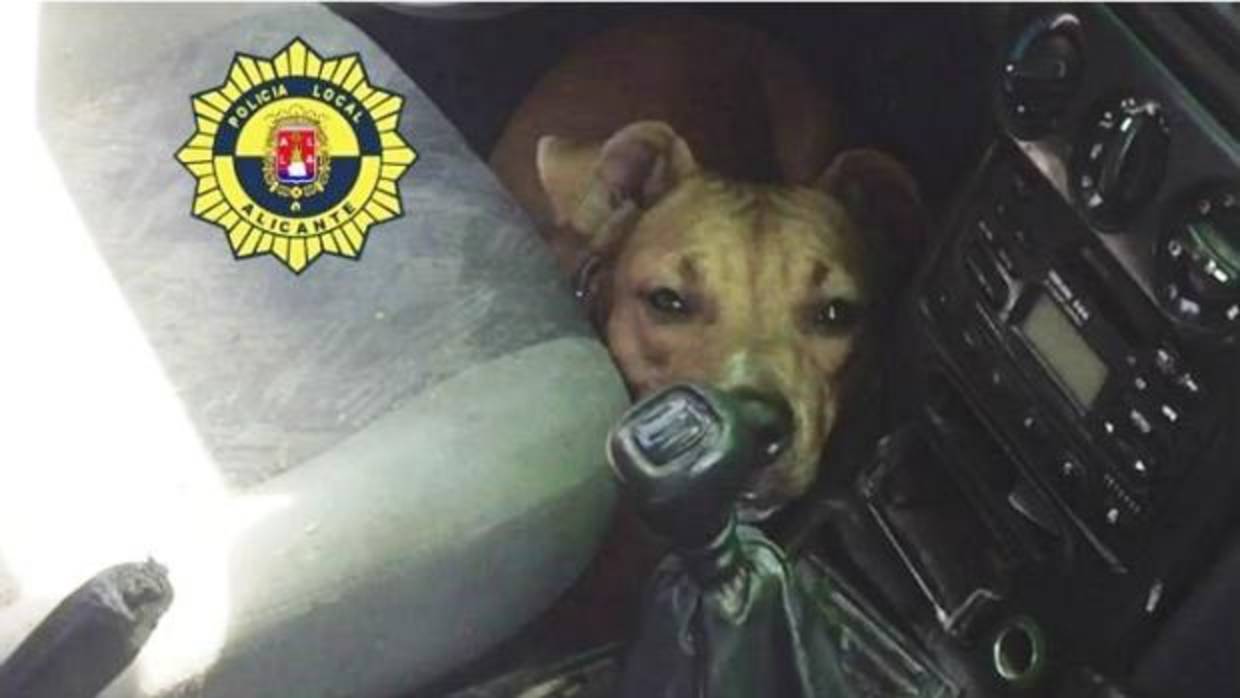 Imagen de la Policía Local de Alicante del perro rescatado