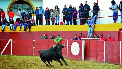 Toro en una capea