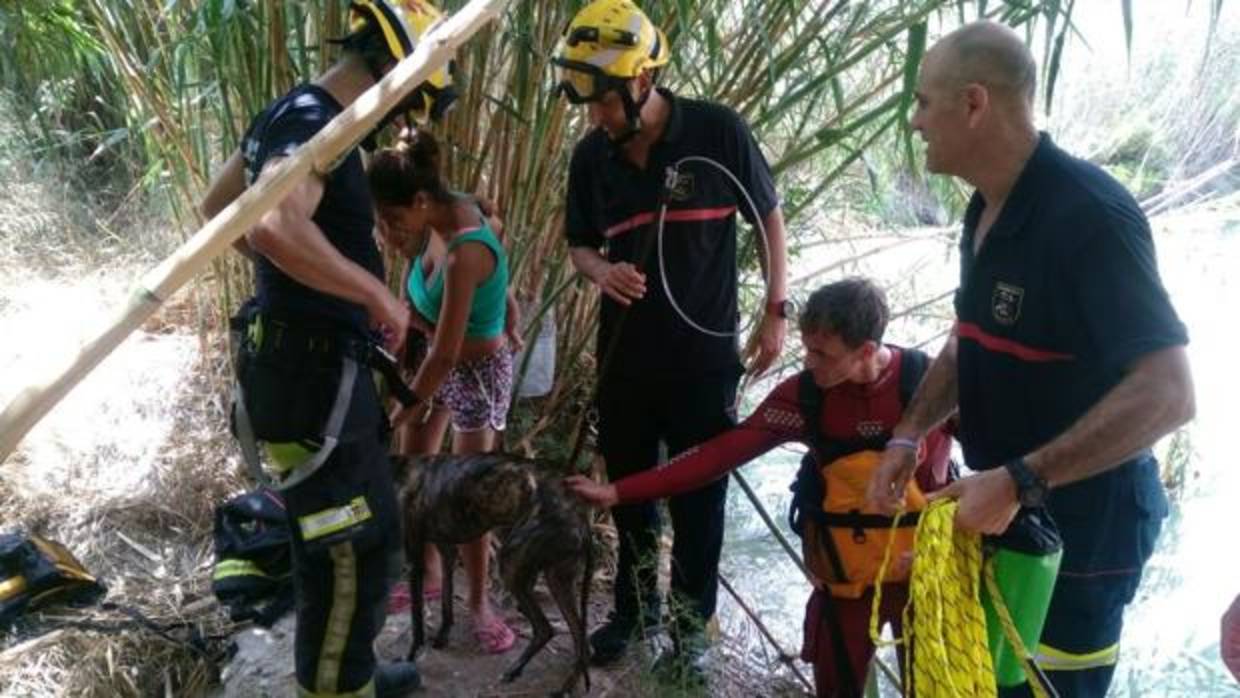 Imagen del galgo rescatado por los bomberos