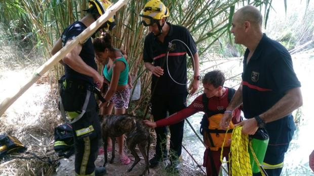 Los bomberos rescatan en Alicante a un galgo atrapado tres horas en una balsa