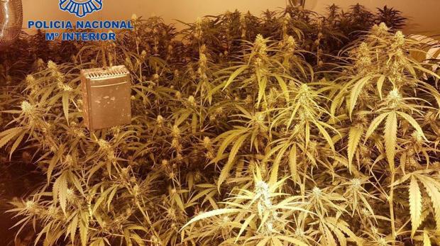 Huye de la Policía tras descubrirse sus dos laboratorios con 1.500 plantas de marihuana