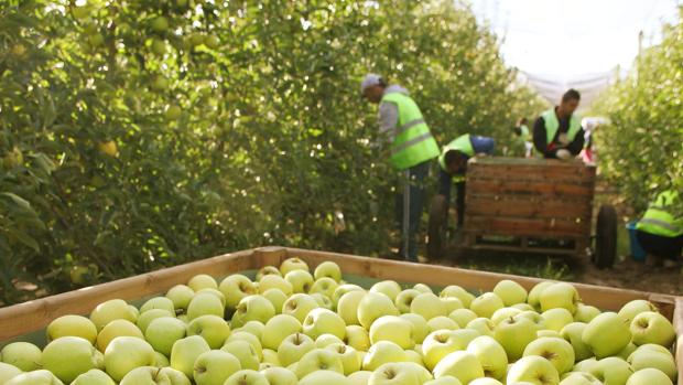 El PSOE pide a Rajoy ayudas especiales para los agricultores de la comarca de Calatayud