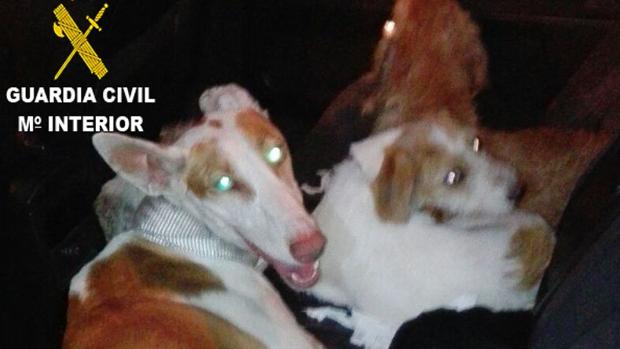 La Guardia Civil detiene a dos personas mientras transportaban perros robados en Torrent