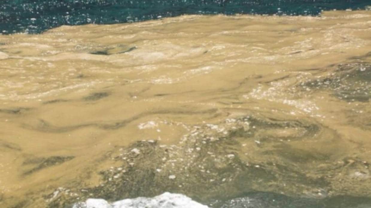 Las repugnantes algas que visitan algunas zonas de playas canarias este verano