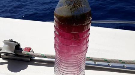 Coloración de microalgas recogidas en Tenerife