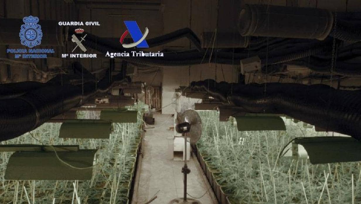 Imagen de archivo de la Agencia Tributaria de un cultivo de marihuana