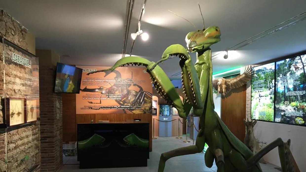 Sala de exposiciones en la que se muestran diferentes insectos del globo