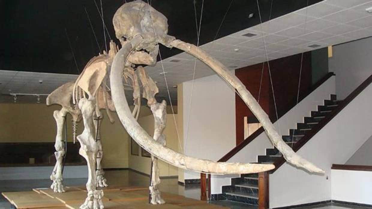 Esqueleto del mastodonte de Las Higueruelas (Anancus arvernensis), encontrado en la finca del mismo nombre