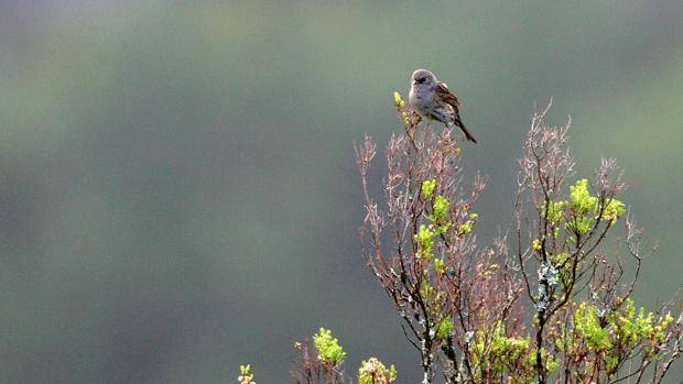 Aves comunes: la otra despoblación