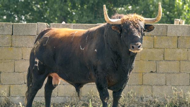 «Príncipe», de 630 kilos, es el morlaco elegido para el recuperado Toro de la Vega