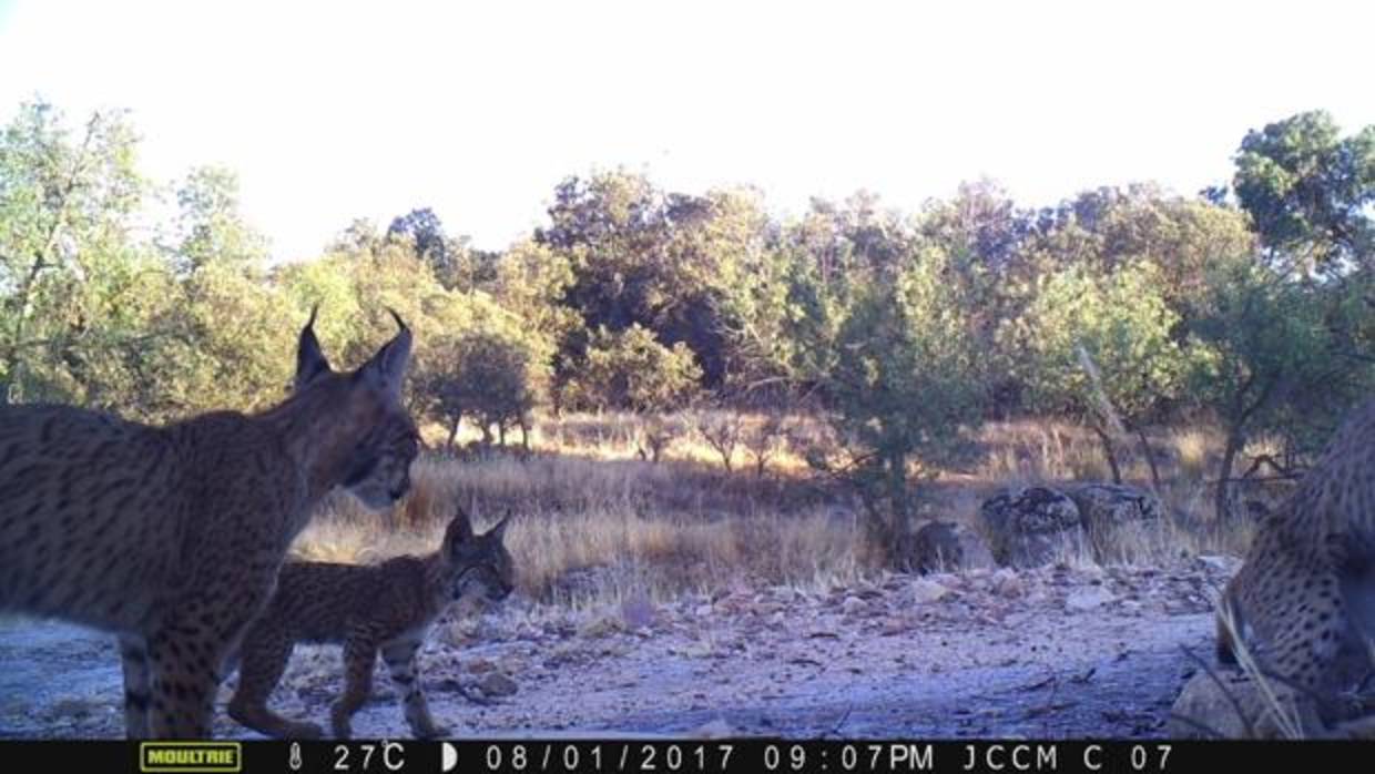 Nuevos cachorros de lince ibérico en los Montes de Toledo