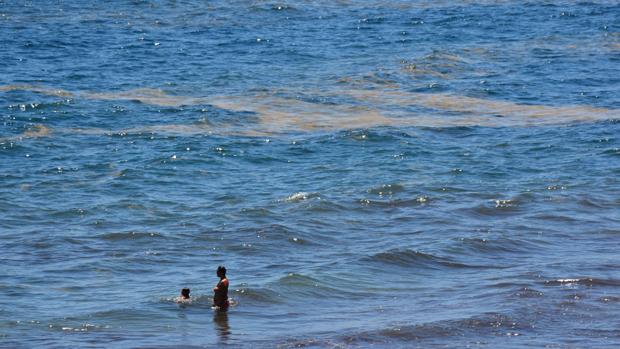 Los científicos anuncian la llegada peces muertos por microalgas a las playas canarias