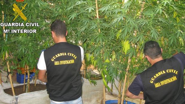 Detenido un hombre por poseer 40 kilos de marihuana en su vivienda en Llanera de Ranes