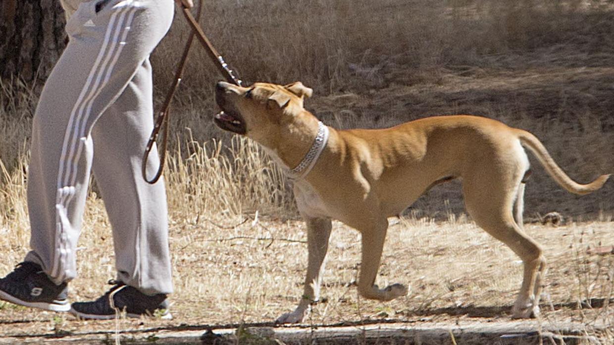 Los aragonesistas defienden las mascotas como «bien jurídico a proteger»