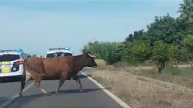 Se escapan dos vacas de las fiestas de Burriana