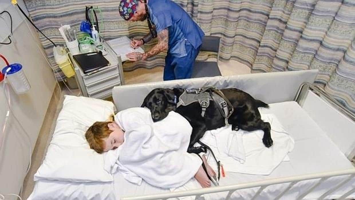 Los niños hospitalizados en el Rey Juan Carlos de Móstoles podrán recibir la visita de sus perros