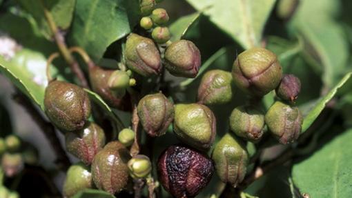 5 plantas medicinales canarias que debes conocer