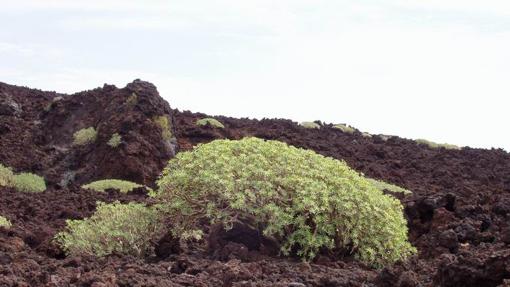 5 plantas medicinales canarias que debes conocer