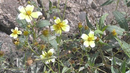 5 plantas medicinales canarias que debes conocer