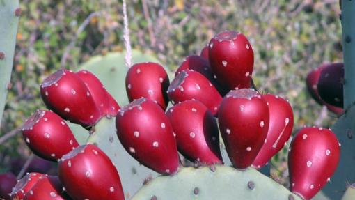 5 plantas medicinales canarias que debes conocer